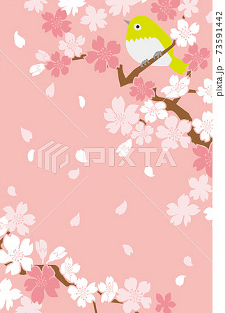 シンプルな満開の桜とウグイスの背景素材のイラスト素材