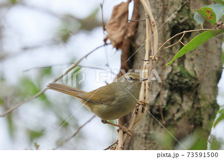ウグイス 春告げ鳥 鶯 うぐいす ウグイス 春告げ鳥 鶯 うぐいす 73591500
