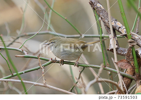 ウグイス 春告げ鳥 鶯 うぐいす ウグイス 春告げ鳥 鶯 うぐいす 73591503