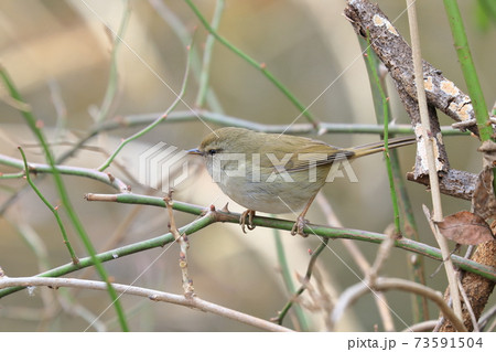 ウグイス 春告げ鳥 鶯 うぐいす ウグイス 春告げ鳥 鶯 うぐいす 73591504