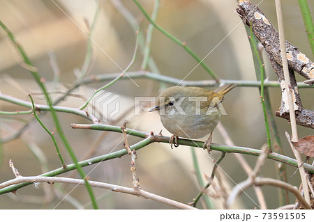 ウグイス 春告げ鳥 鶯 うぐいす ウグイス 春告げ鳥 鶯 うぐいす 73591505