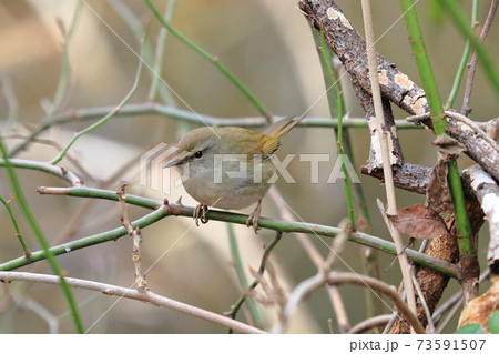 ウグイス 春告げ鳥 鶯 うぐいす ウグイス 春告げ鳥 鶯 うぐいす 73591507
