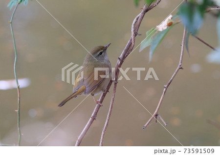 ウグイス 春告げ鳥 鶯 うぐいす ウグイス 春告げ鳥 鶯 うぐいす 73591509