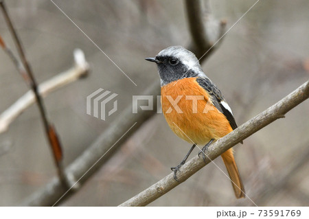 ジョウビタキ 73591769