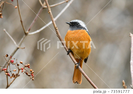 ジョウビタキ ジョウビタキ 73591777