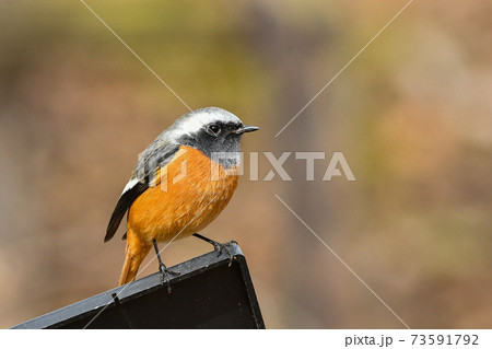 ジョウビタキ 73591792