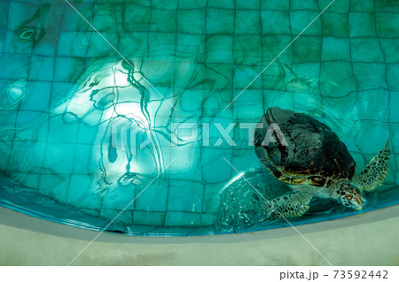 Hawksbill sea turtle in the turtle pond Hawksbill sea turtle in the turtle pond 73592442