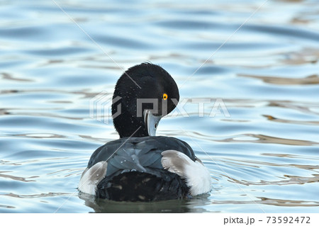 キンクロハジロ キンクロハジロ 73592472