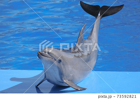 名古屋港水族館　イルカ 73592821