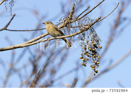 ジョウビタキ 73592964