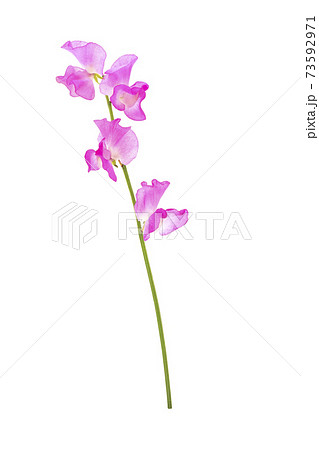 スイートピー スイートピー 73592971