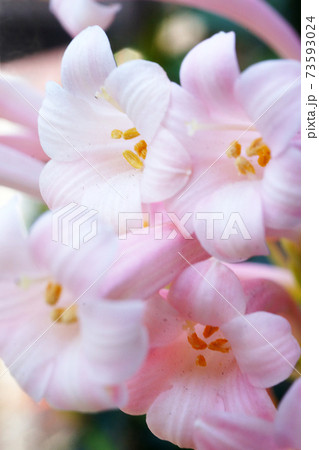 公園の花壇に咲くキルタンサス 公園の花壇に咲くキルタンサス 73593024