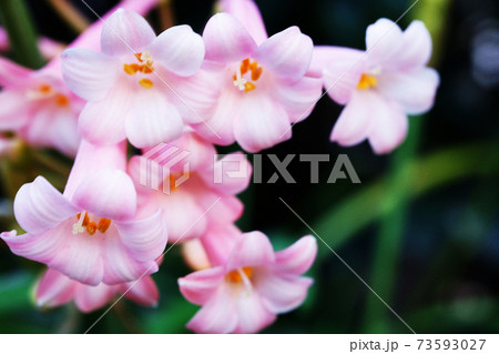公園の花壇に咲くキルタンサス 公園の花壇に咲くキルタンサス 73593027