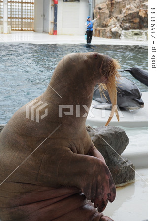 セイウチとイルカ 73593133