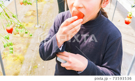 いちご狩り 女性 子供 日本人 【春イメージ】 いちご狩り 女性 子供 日本人 【春イメージ】 73593536