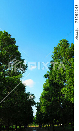 都立舎人公園の樹木と青空の風景 73594148