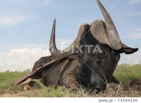 Black wildebeest trophy and weapons after a traditional hunting safari. 73594230