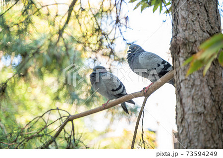 木と池と鳩 木と池と鳩 73594249