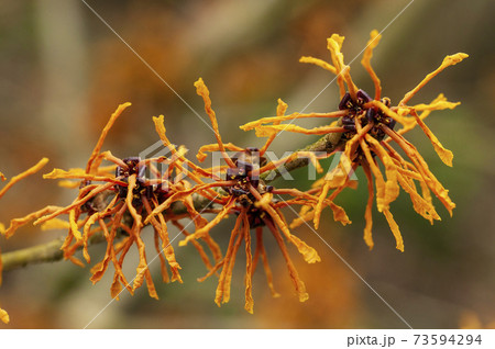 Hamamelis x Intermedia 'Aphrodite' (Witch Hazel) Hamamelis x Intermedia 'Aphrodite' (Witch Hazel) 73594294