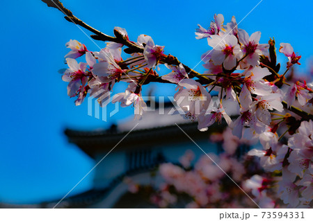 久留里城を背景に満開の桜 73594331