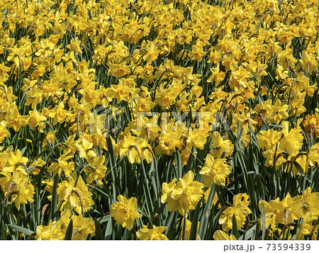 Daffodils (narcissus) in springtime 73594339