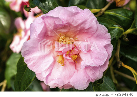 Camellia x Williamsii 'Exaltation' 73594340