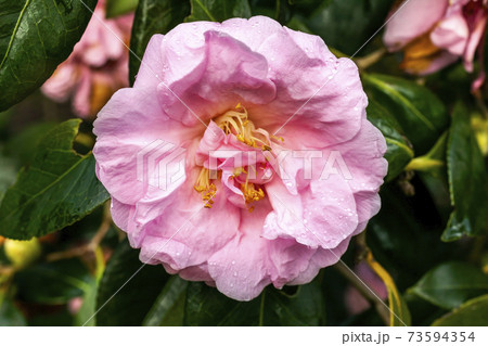 Camellia x Williamsii 'Exaltation' 73594354