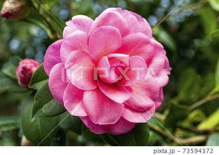 Camellia x Williamsii 'Water Lily' - Stock Photo [73594372] - PIXTA