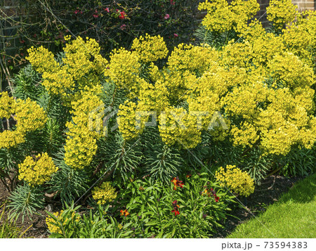 Euphorbia characias subs wulfenii 73594383