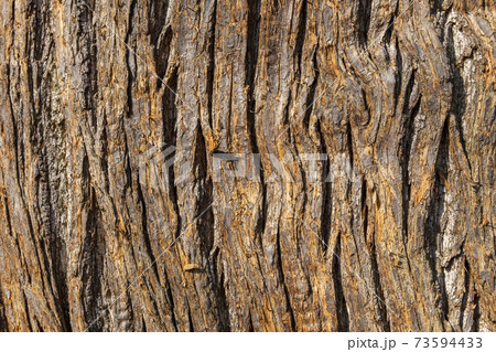 Sweet chestnut (Castanea sativa) brown tree bark 73594433