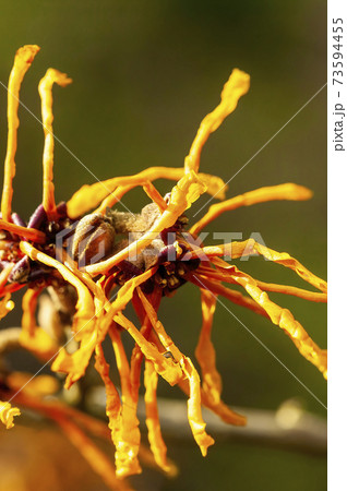 Hamamelis x Intermedia 'Aphrodite' (Witch Hazel) Hamamelis x Intermedia 'Aphrodite' (Witch Hazel) 73594455