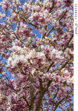 Pink magnolia blossom Pink magnolia blossom 73594535