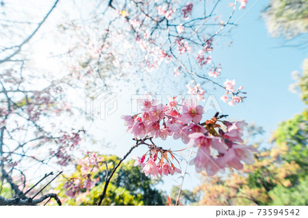 Cherry Blossoms, flowers of a cherry pink blossom tree Cherry Blossoms, flowers of a cherry pink blossom tree 73594542