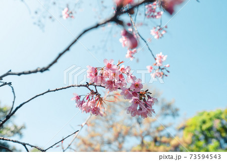 Cherry Blossoms, flowers of a cherry pink blossom tree 73594543