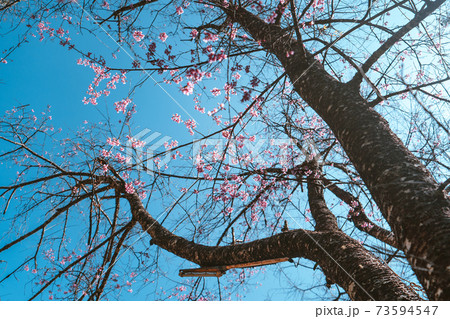 Cherry Blossoms, flowers of a cherry pink blossom tree 73594547