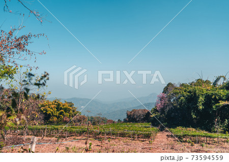 Cherry Blossoms, flowers of a cherry pink blossom tree 73594559