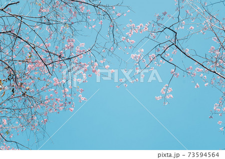 Cherry Blossoms, flowers of a cherry pink blossom tree 73594564