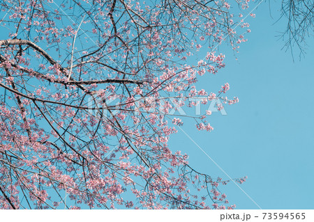 Cherry Blossoms, flowers of a cherry pink blossom tree 73594565