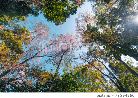 Cherry Blossoms, flowers of a cherry pink blossom tree 73594566