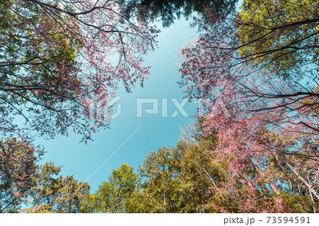 Cherry Blossoms, flowers of a cherry pink blossom tree 73594591