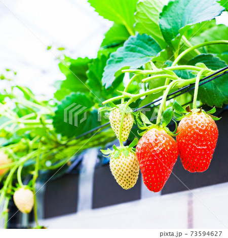 イチゴ狩り　農園　ハウス　【春イメージ】 73594627