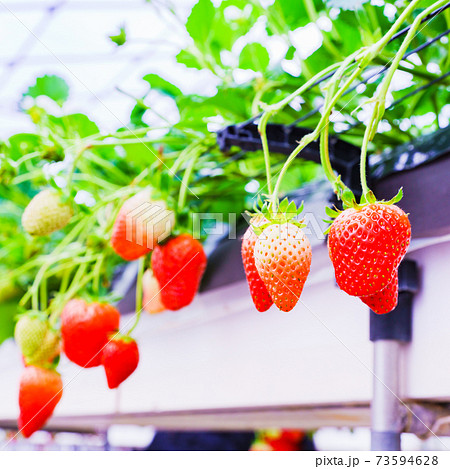 イチゴ狩り　農園　ハウス　【春イメージ】 73594628