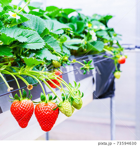 イチゴ狩り　農園　ハウス　【春イメージ】 73594630
