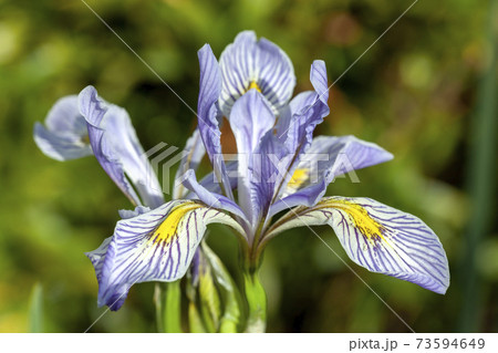 Iris missouriensis 73594649