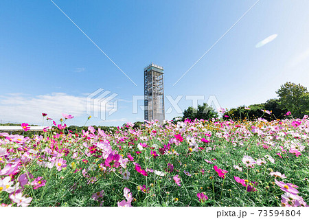 浜松市 浜名湖ガーデンパーク コスモス畑 浜松市 浜名湖ガーデンパーク コスモス畑 73594804
