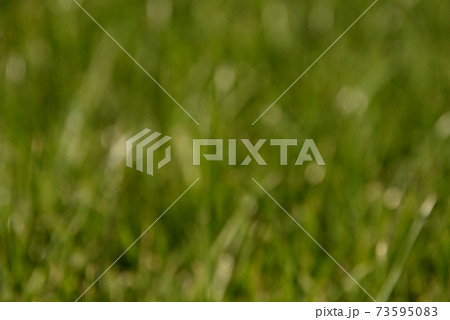 green grass, lawn in the garden. Gardening, landscaping 73595083