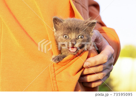 Gray cat in hands. Kitten smiling sitting in the pocket of orange clothes. Copy space. Gray cat in hands. Kitten smiling sitting in the pocket of orange clothes. Copy space. 73595095