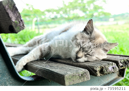公園のベンチで昼寝する猫 公園のベンチで昼寝する猫 73595211