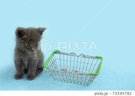 Gray kitten with a shopping basket. shopping for animals. Pet shop, pet Market. 73595782