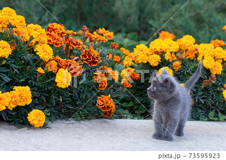 Little gray kitten of one month old in the garden. Cat and green grass and flowers marigold. 73595923